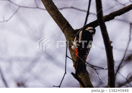 Woodpecker busily tapping on a branch in a serene winter landscape 138245848