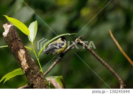 Colorful bird perched on a branch amidst lush green foliage in a tranquil forest setting 138245849
