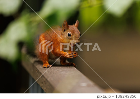 Curious squirrel enjoying a snack on a garden fence during a sunny afternoon 138245850