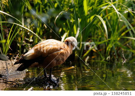 Elegant bird resting by the water in a lush green habitat during a sunny afternoon Elegant bird resting by the water in a lush green habitat during a sunny afternoon 138245851