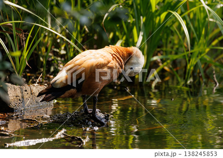 Unique duck preens by the tranquil water under the lush greenery of a peaceful natural reserve Unique duck preens by the tranquil water under the lush greenery of a peaceful natural reserve 138245853