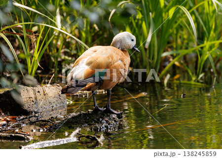 Colorful duck resting by the water's edge in a lush, green habitat on a sunny day Colorful duck resting by the water's edge in a lush, green habitat on a sunny day 138245859