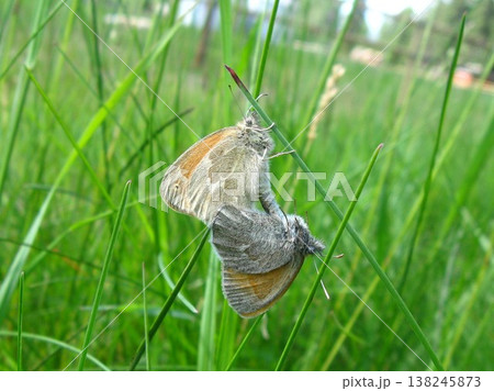 Inornate Common Ringlet Butterflies Mating 138245873