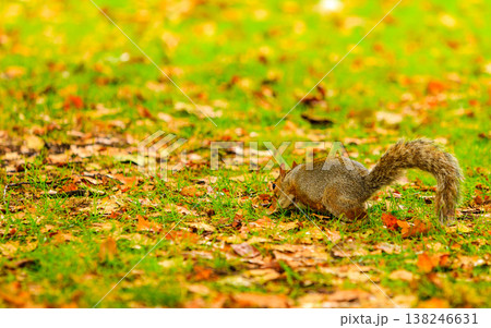 grey squirrel in autumn park grey squirrel in autumn park 138246631