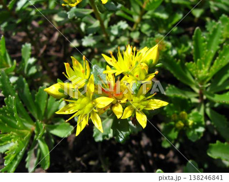 Russian Stonecrop's Little Yellow Stars Russian Stonecrop's Little Yellow Stars 138246841