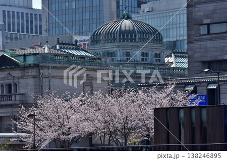 日本銀行大阪支店旧館と桜 138246895
