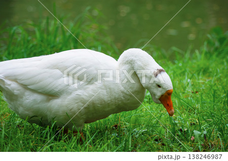 White domestic goose on green grass White domestic goose on green grass 138246987