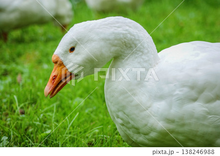 White domestic goose on green grass 138246988