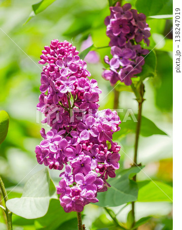 Vibrant Purple Lilac Blossoms in Spring Garden Close Up Vibrant Purple Lilac Blossoms in Spring Garden Close Up 138247019
