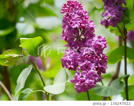 Vibrant Purple Lilac Blossoms in Spring Garden Close Up 138247022