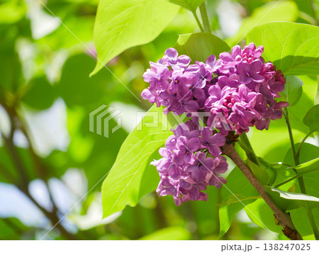 Fresh purple lilac blossoms on branch with green leaves in bright spring sunlight. Fresh purple lilac blossoms on branch with green leaves in bright spring sunlight. 138247025