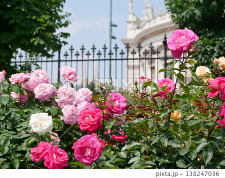 Vibrant pink and white roses blooming in Volksgarten with Burgtheater and iron fence in the background, Vienna old town. Vibrant pink and white roses blooming in Volksgarten with Burgtheater and iron fence in the background, Vienna old town. 138247036