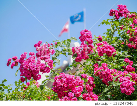 Blooming Pink Roses in Sunny Garden with flags of Austria and EU at Blue Sky Background 138247046