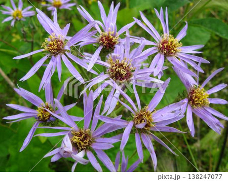 Detailed Closeup Of A Showy Aster Detailed Closeup Of A Showy Aster 138247077