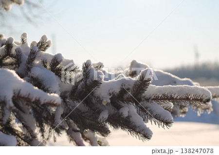 Spruce Branch Heavy With Snow Spruce Branch Heavy With Snow 138247078