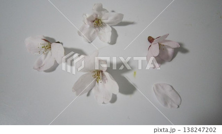 花びら 138247202