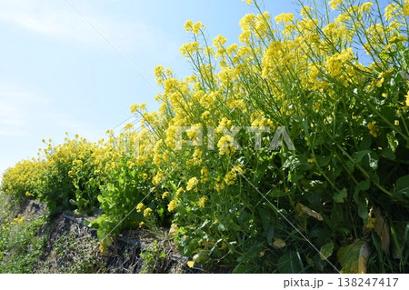春の日差しを受ける菜の花 138247417