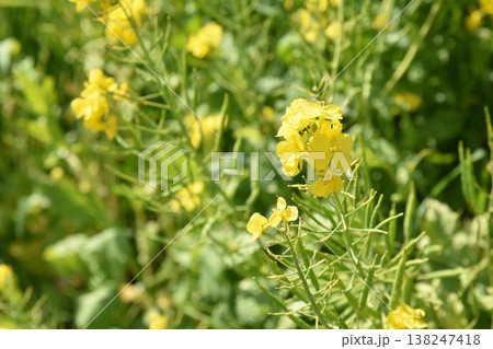 菜の花の近影 菜の花の近影 138247418