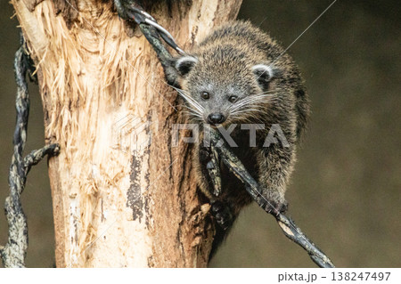 Binturong Arctictis binturong Adult sleeping at the top of a dead tree. Binturong Arctictis binturong Adult sleeping at the top of a dead tree. 138247497