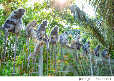 Closeup portrait of Tufted gray langur Semnopithecus priam 138247504