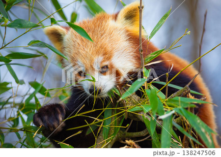 red panda Ailurus fulgens, lesser panda, is a small mammal 138247506