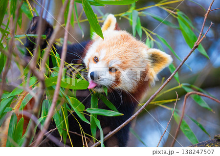 red panda Ailurus fulgens, lesser panda, is a small mammal 138247507