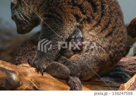 Bear cuscus, Phalanger Maculatus with baby on her back 138247508