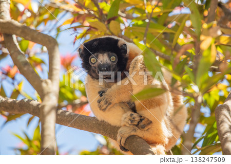 Endangered Coquerel Sifaka Lemur Propithecus coquereli Madagascar Endangered Coquerel Sifaka Lemur Propithecus coquereli Madagascar 138247509
