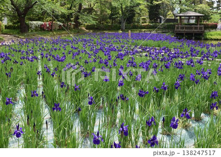アヤメ 春景色 アヤメ 春景色 138247517