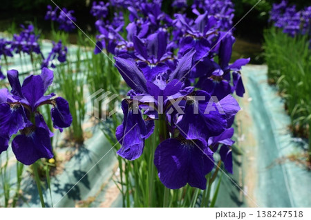 アヤメ 春景色 138247518