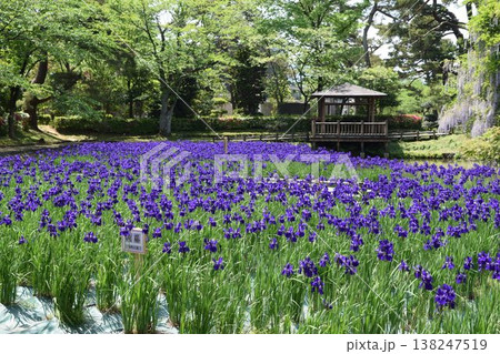 アヤメ 春景色 138247519