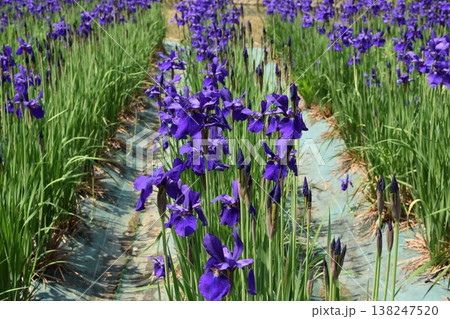 アヤメ 春景色 アヤメ 春景色 138247520