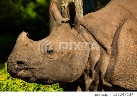 portrait of an adult rhinoceros on a sunny day on a natural background 138247534