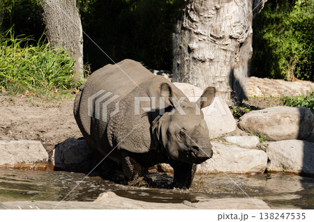 portrait of an adult rhinoceros on a sunny day on a natural background 138247535