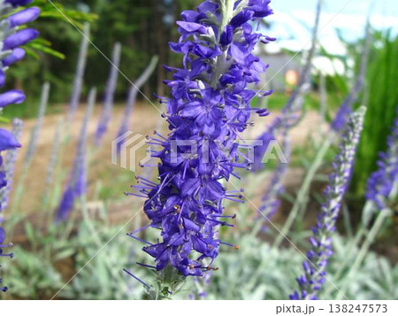 Beautiful Spike Speedwell In The Garden Beautiful Spike Speedwell In The Garden 138247573