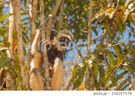 Endangered Coquerel Sifaka Lemur Propithecus coquereli Madagascar Endangered Coquerel Sifaka Lemur Propithecus coquereli Madagascar 138247579