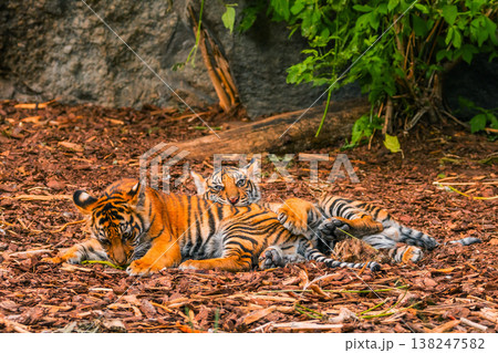 Sumatran tiger family with two little cubs Sumatran tiger family with two little cubs 138247582