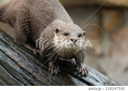 Asian small clawed otter Amblonyx cinerea, small clawed otter 138247592