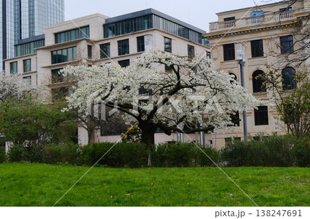 Spring in the city Spring in the city 138247691