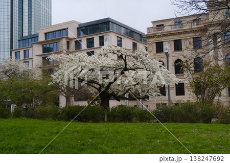 Springtime Tree in the middle of the city 138247692