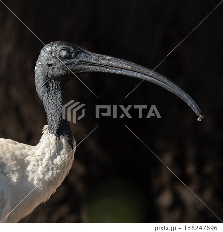 Australian White Ibis Australian White Ibis 138247696