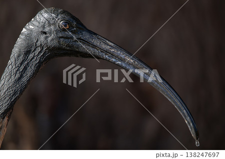 Australian White Ibis 138247697