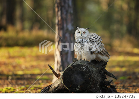 Big Eastern Siberian Eagle Owl, Bubo bubo sibiricus, sitting in the forest, Autumn scene from nature Big Eastern Siberian Eagle Owl, Bubo bubo sibiricus, sitting in the forest, Autumn scene from nature 138247738
