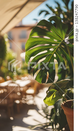 Lush green monstera leaf in a vibrant balcony garden with wooden furniture and sunlight 138247790