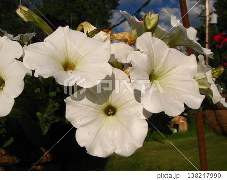 White Petunias One Golden Summer Afternoon 138247990