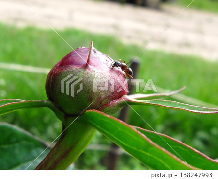 Carpenter Ant Discovers Peony Bud Sap Carpenter Ant Discovers Peony Bud Sap 138247993