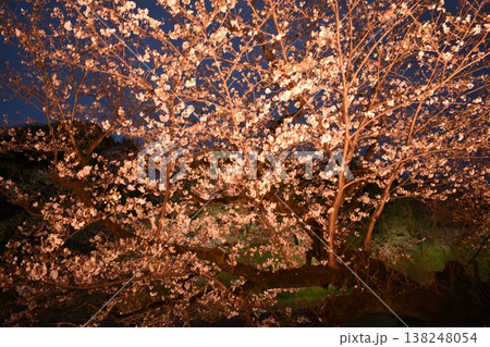 ライトアップされた夜桜 ライトアップされた夜桜 138248054