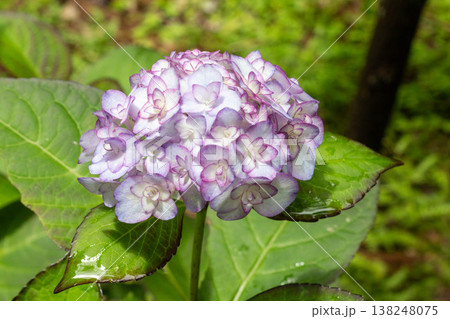 アジサイの花（ミスサオリ） 138248075