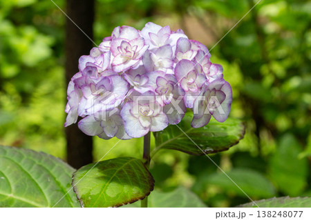 アジサイの花（ミスサオリ） 138248077