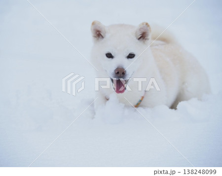 雪の公園を散歩する白い犬 138248099